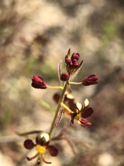 Cleome violacea