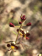 Cleome violacea