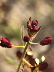 Cleome violacea