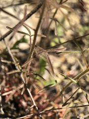 Cleome violacea