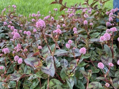 Persicaria capitata