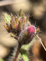 Cleome violacea