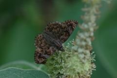 Windia windi