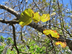 Tilia americana mexicana