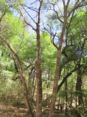 Tilia americana mexicana