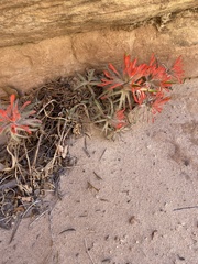 Castilleja scabrida