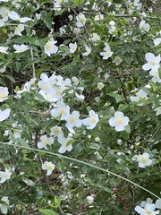 Philadelphus inodorus