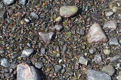 Batillaria attramentaria