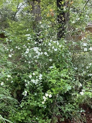 Philadelphus inodorus