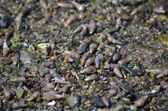 Batillaria attramentaria