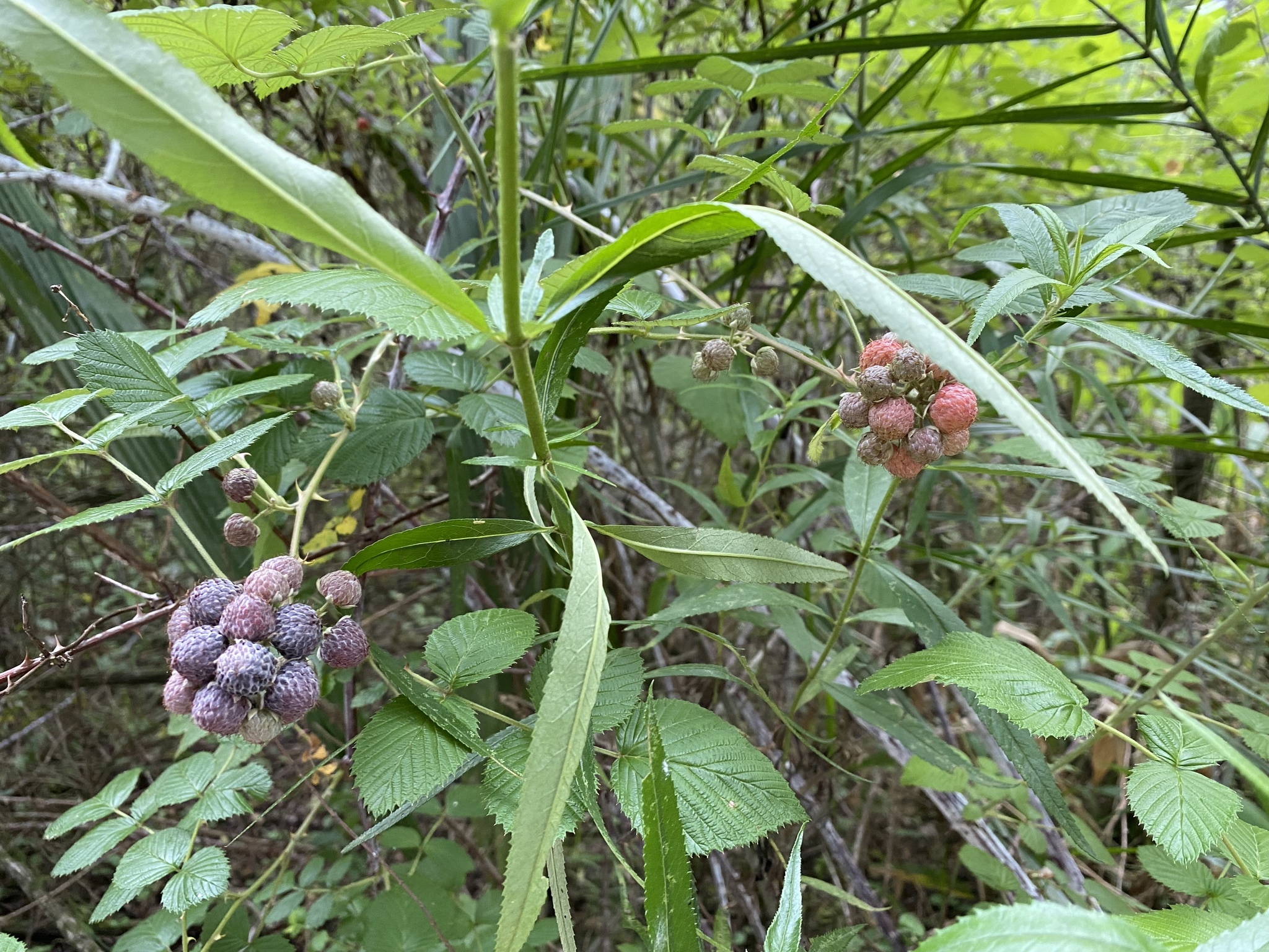 Rubus niveus