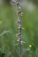 Epipactis microphylla