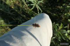 Carex bonariensis