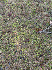 Chevreulia acuminata