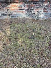 Chevreulia acuminata