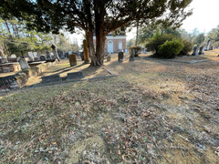 Chevreulia acuminata