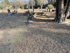 Chevreulia acuminata