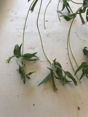 Mentzelia montana