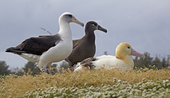 Short-Tailed Albatross photo 5
