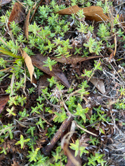 Chevreulia acuminata