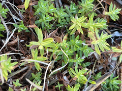 Chevreulia acuminata