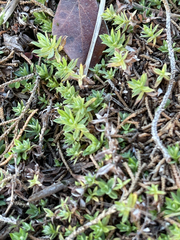 Chevreulia acuminata