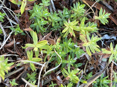 Chevreulia acuminata