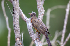 Turdus migratorius