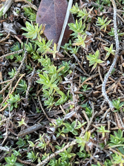 Chevreulia acuminata