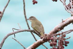 Black-Whiskered Vireo photo 5