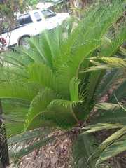 Cycas revoluta