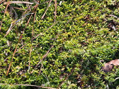 Chevreulia acuminata