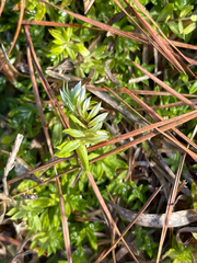 Chevreulia acuminata