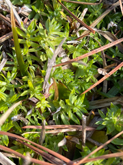 Chevreulia acuminata