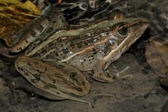 Ptychadena oxyrhynchus