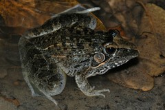 Ptychadena oxyrhynchus