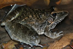Ptychadena oxyrhynchus