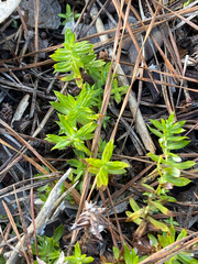 Chevreulia acuminata