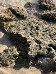 Phragmatopoma caudata