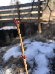 Viburnum edule