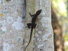Anolis cristatellus