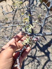 Bursera exequielii