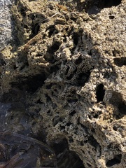 Phragmatopoma caudata