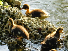 Cairina moschata domestica