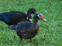 Cairina moschata domestica