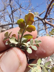 Bursera exequielii