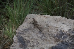 Sceloporus cowlesi
