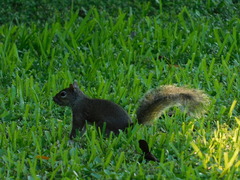 Sciurus carolinensis