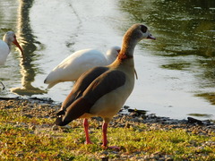 Alopochen aegyptiaca