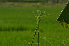 Angiospermae